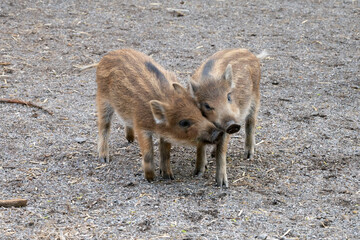 photo of two piglets playing in the other