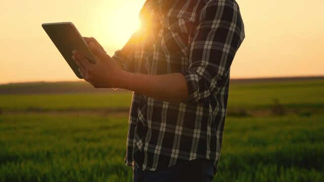 Farmer agronomist in wheat field at sunset using digital tablet. Agronomist with tablet in hands. Farmer checking agriculture productivity. High quality 4k footage