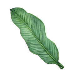 Tropical watercolor palm leaf, jungle flora