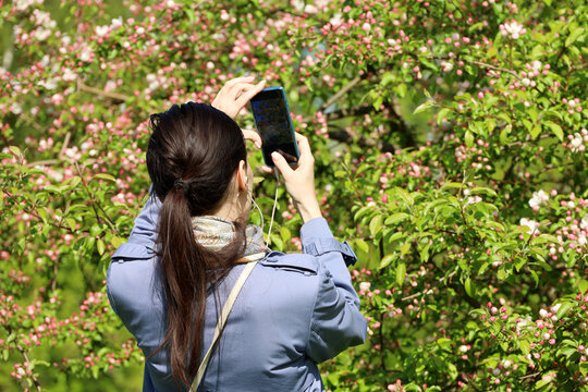 Girl photographs on smartphone camera apple flowers in spring garden, rear view
