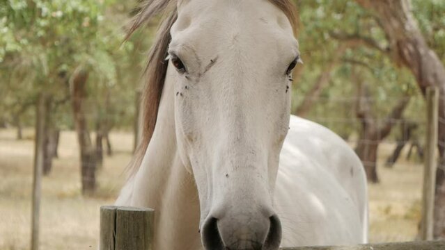 White horse on farm ranch, behing wooden fence. Close up