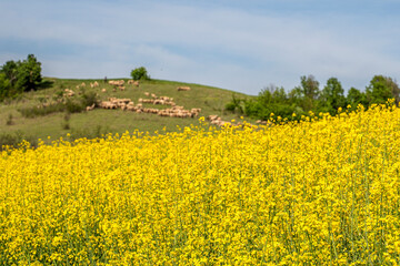 Fototapeta na wymiar Blooming canola flowers. Flowering Bright Yellow canola field in spring.