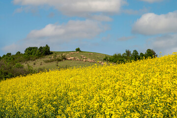 Blooming canola flowers. Flowering Bright Yellow canola field in spring.