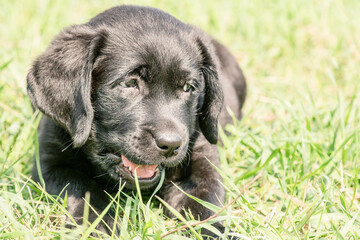 Black Labrador Retriever dog lies on the green grass. Labrador puppy.