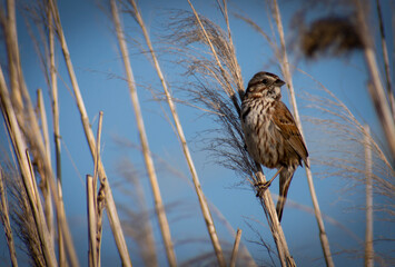 Brown sparrow in the reeds looking towards the sun