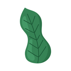 ecology leaf plant