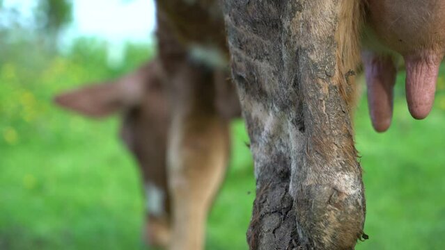 simmental and charolais cows grazing in meadows.
