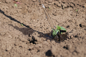 Watering a young plant. The plant grows in dry soil.