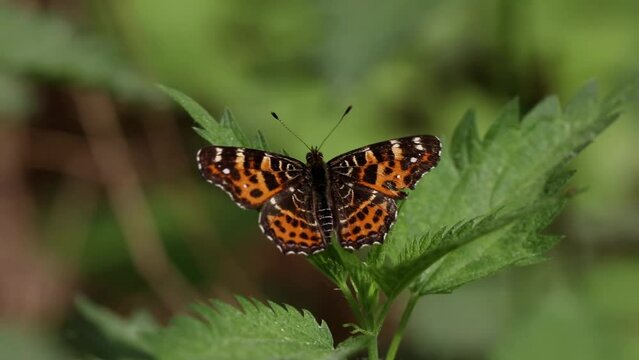 The mutable map butterfly (Araschnia levana) spring season breed sitting on a nettle leaf in windy day. Selective focus, copy space, top view