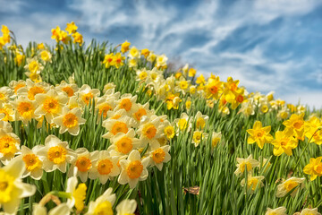 Spring flowers daffodils against the blue sky on a sunny day.
