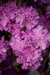 Obraz premium Bright flowers of lilac rhododendron . Spring garden. 