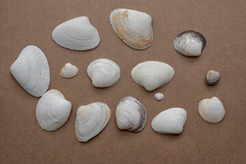 Sea white shells on a brown background.