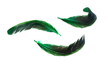 Green feather isolated on white background.