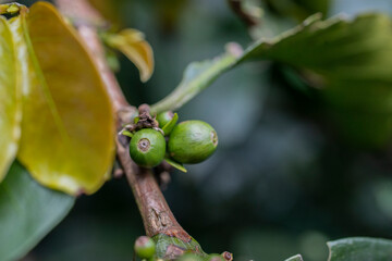 close up of a coffee plant with fruits