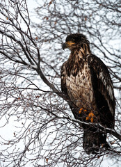 Juvenile bald eagle in snowy tree, Alaska