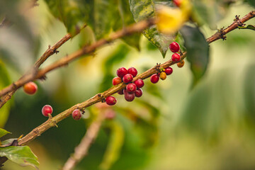 coffee beans berries on a branch nature coffee in plant