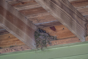 Eastern phoebe babies