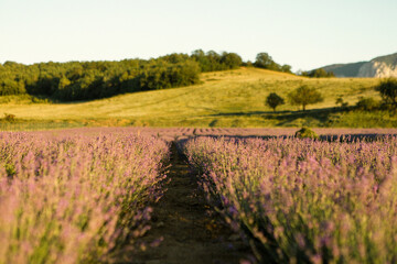 Obraz premium Blooming purple lavender fields. Green hill view 