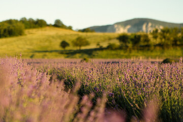Naklejka na ściany i meble Blooming purple lavender fields. Green hill view 