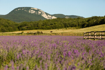 Fototapeta na wymiar Blooming purple lavender fields. Green hill view 