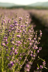 Obraz premium Close up of purple lavander in a lavander field
