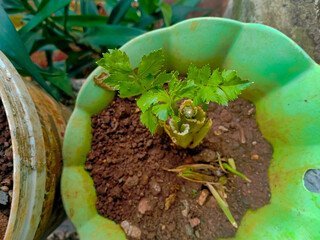 Celery sprout occurs in the garden