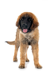 Obraz premium puppy Leonberger in studio