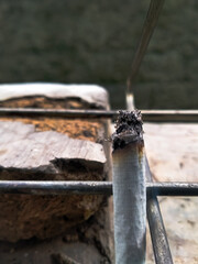 rusty pipe on the iron fence 