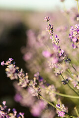 Close up of purple lavander in a lavander field