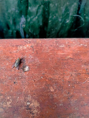 The macro of dragonfly is occurring on the wooden table 