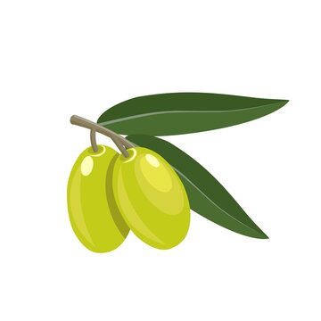 Vector illustration of green olives, perfect as a product packaging image, banner or poster, national olive day.