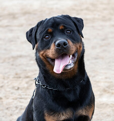 rottweiler in nature