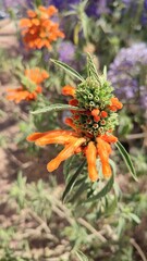 orange flower in the garden