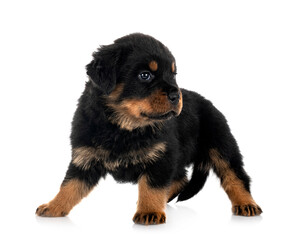 puppy rottweiler in studio
