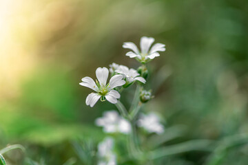białe drobne kwiatki na zielonym rozmytym tle - obrazy, fototapety, plakaty