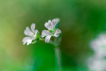 białe drobne kwiatki na zielonym rozmytym tle - obrazy, fototapety, plakaty