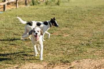 happy dogs on eco farm