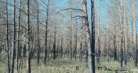 View from the bus window to the Chernobyl forest. Burnt trees with no signs of life. Daytime. Pripyat, Ukraine.