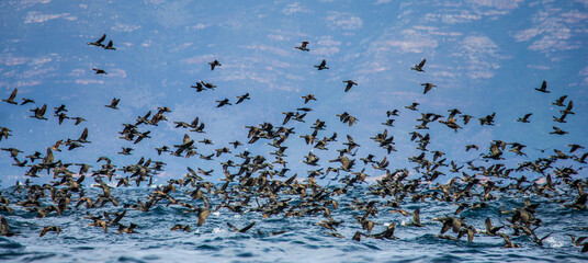 Big flock of cormorants are flying against the backdrop of the sea and waves. False Bay. South Africa.