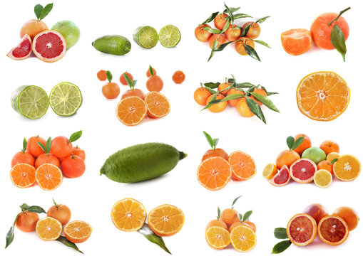 citrus fruits in studio