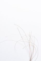 Hair closeup on a white background. The concept of hair care or alopecia. Copy space