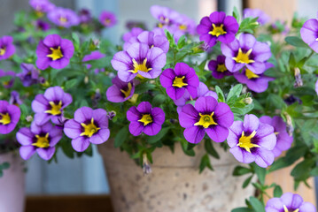 Calibrachoa parviflora. Petunia. Pot with purple and yellow flowers