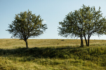 Fototapeta premium Background of two trees 