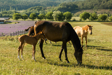 Wild horses rides on a mountain plateau
