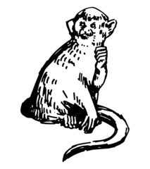 Common squirrel monkey clipart. Single doodle of tropical wild animal isolated on white. Hand drawn vector illustration in engraving style.