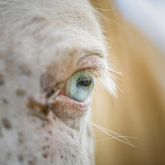 Beautiful eye of a thoroughbred horse very close up. artistic noise.