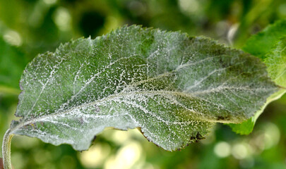Powdery mildew, podoshpaera leucotricha on an apple tree. Apple leaves infected and damaged by fungus disease - 506468050