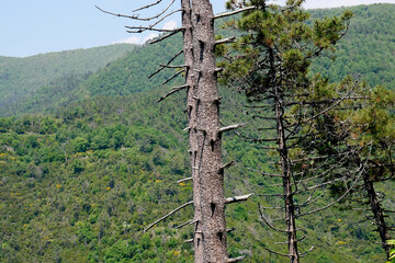 Fototapeta premium Pine trees suspended in the air