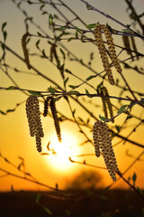 Birch catkins at sunset