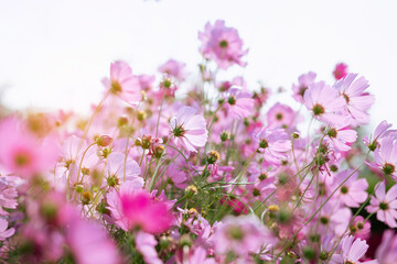 Fototapeta na wymiar Pink and red cosmos flowers garden and soft focus